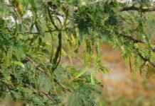 Vilayati Babul: The South American Tree That Took Root in the Thar Vilayati Babul tree growing in the Thar Desert, an invasive species that has spread across Rajasthan’s arid landscape.