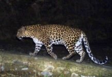 Leopard Terror in Moradabad: 4 Dead in August as Terrified Villagers Threaten Mass Exodus Forest department cage deployed in rural Uttar Pradesh to trap prowling leopard