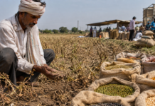 Weak Monsoon Raises Food Inflation Risks as India Weighs Pulse Import Cuts Indian pulse farmer inspecting crops after a weak monsoon raises food inflation concerns.
